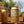 Willie Smith's Gold Apple Cider
